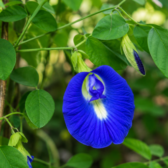 Grenn de Pois Bleu