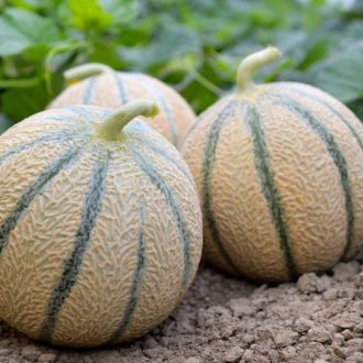 Grenn de Melon