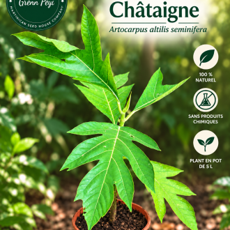 Pied de Chataigne Peyi
