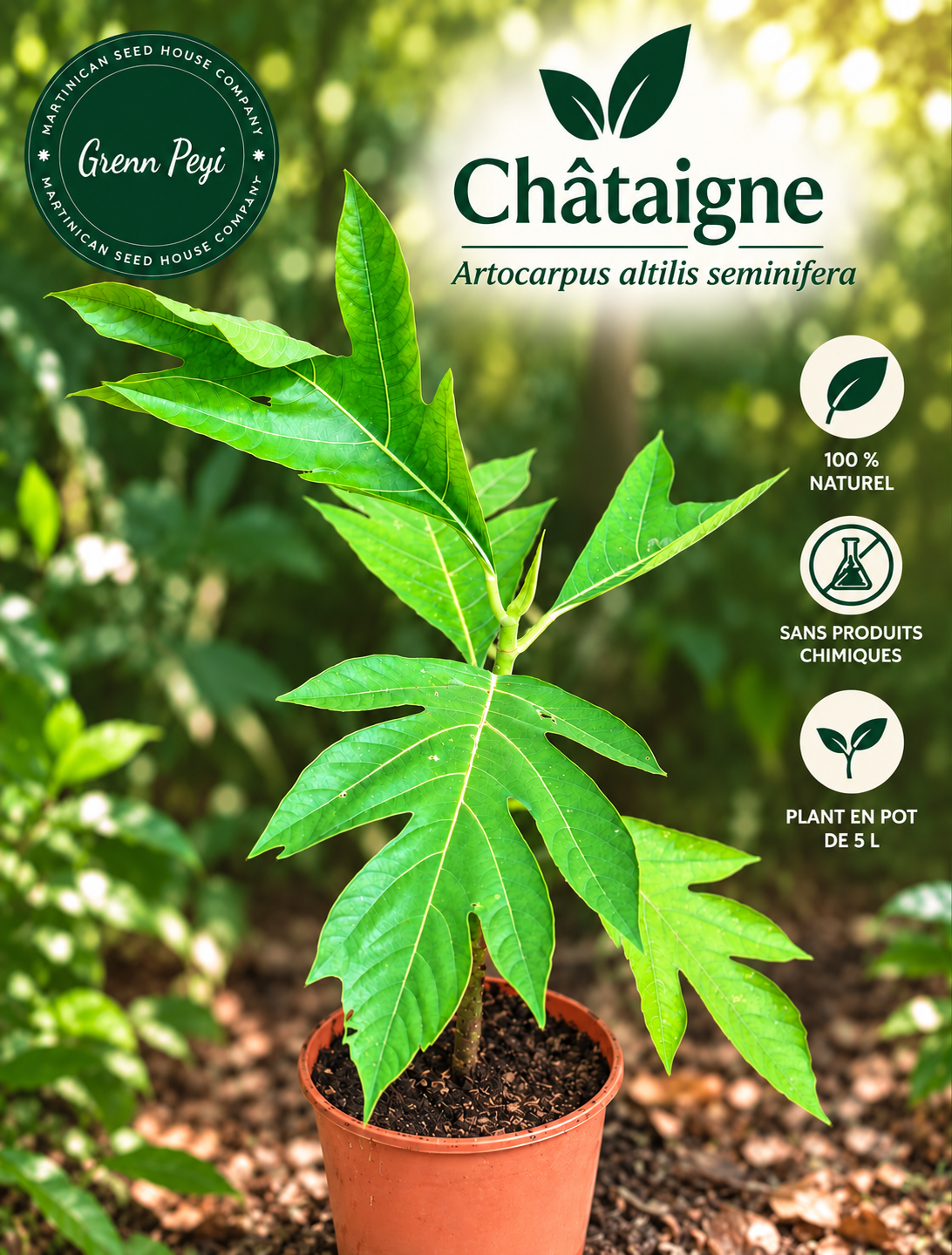 Pied de Chataigne Peyi