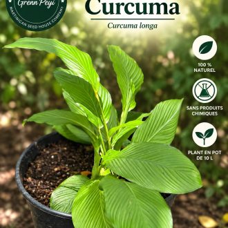 Image de Curcuma Longa