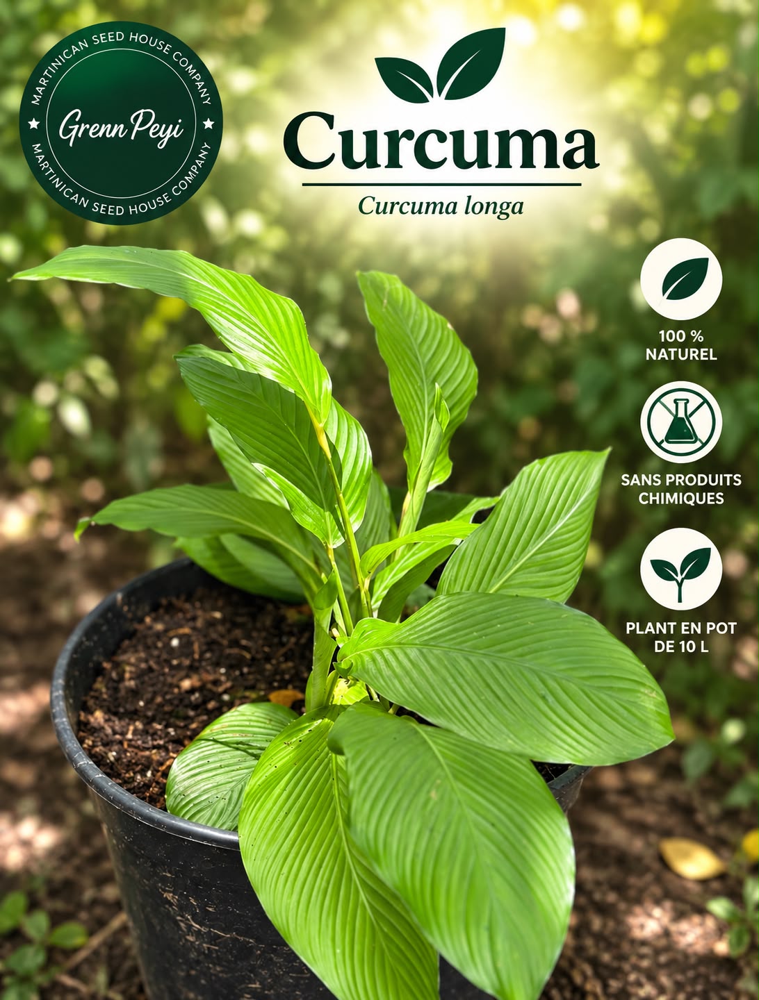 Image de Curcuma Longa