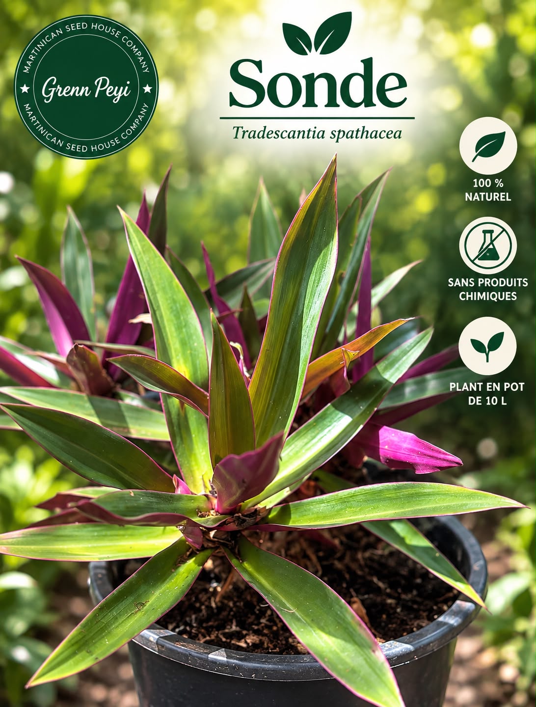 Plant de Sonde