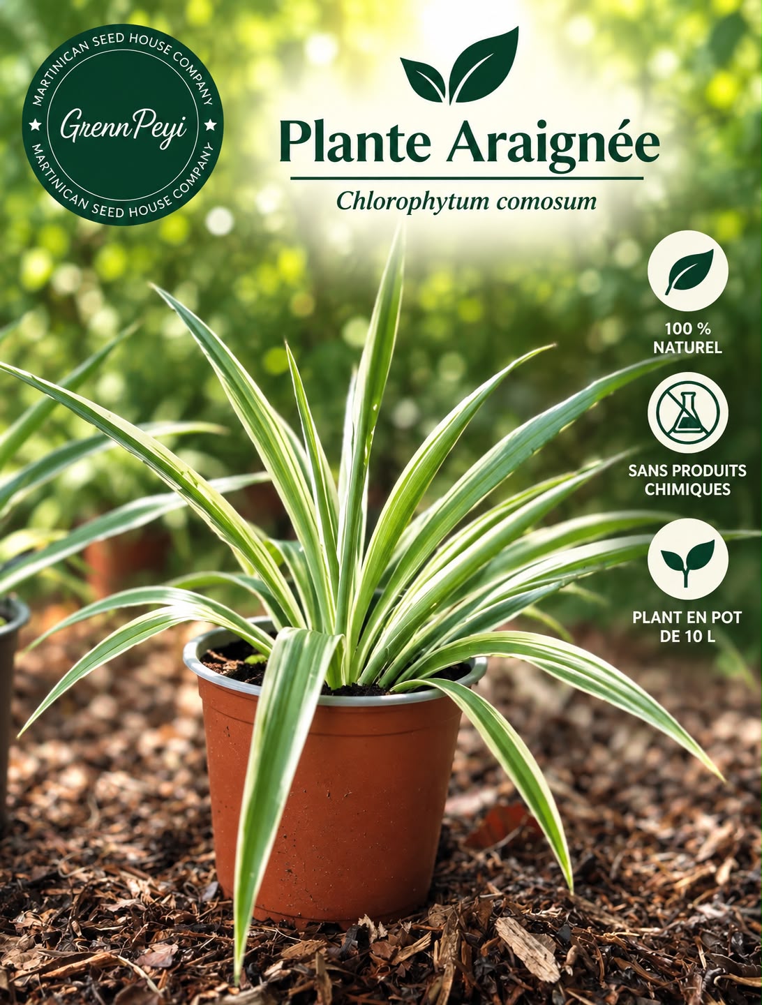 plante araignée