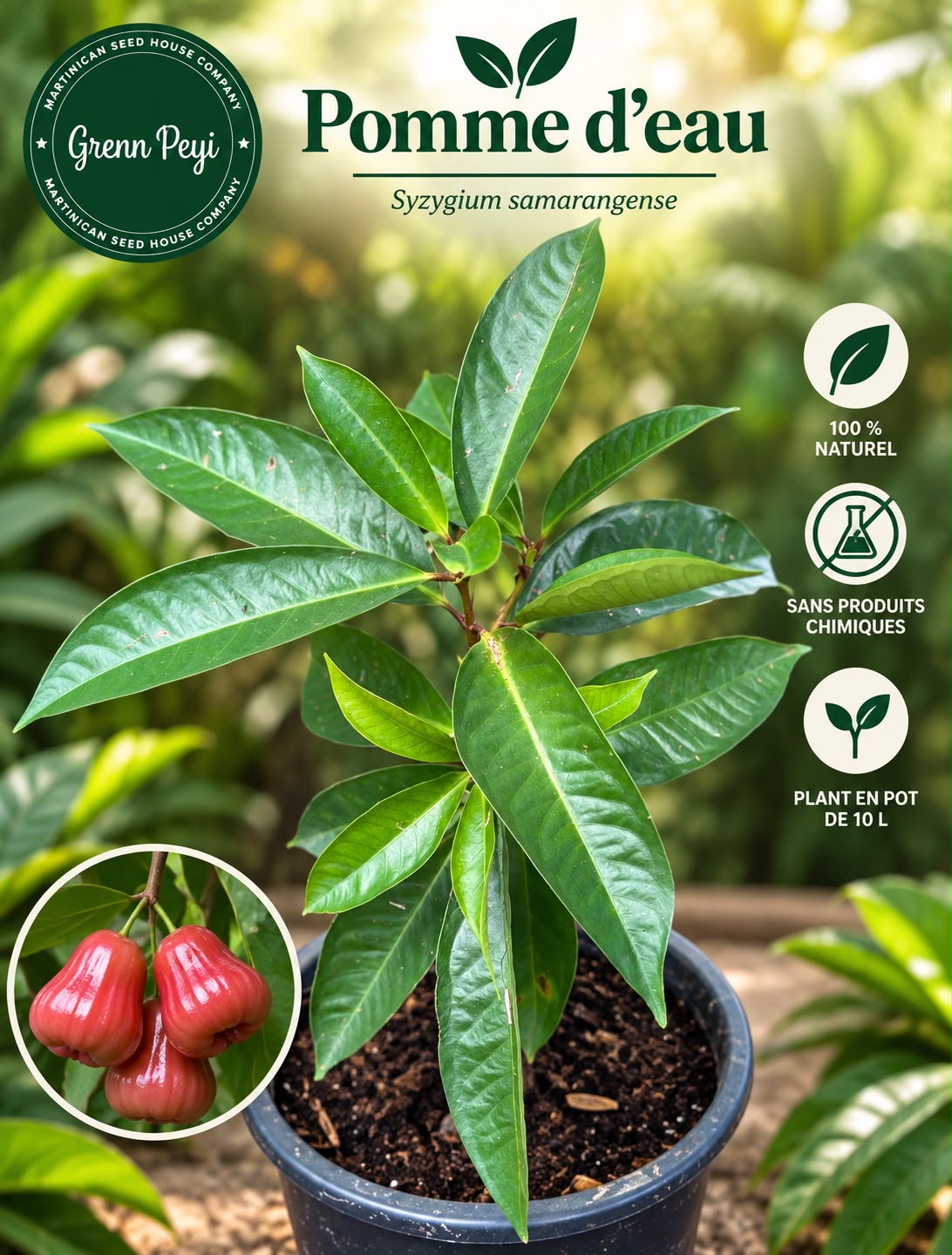 Plants de Pomme D'eau