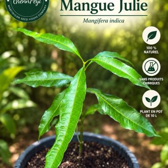 Pied de Mangue Julie
