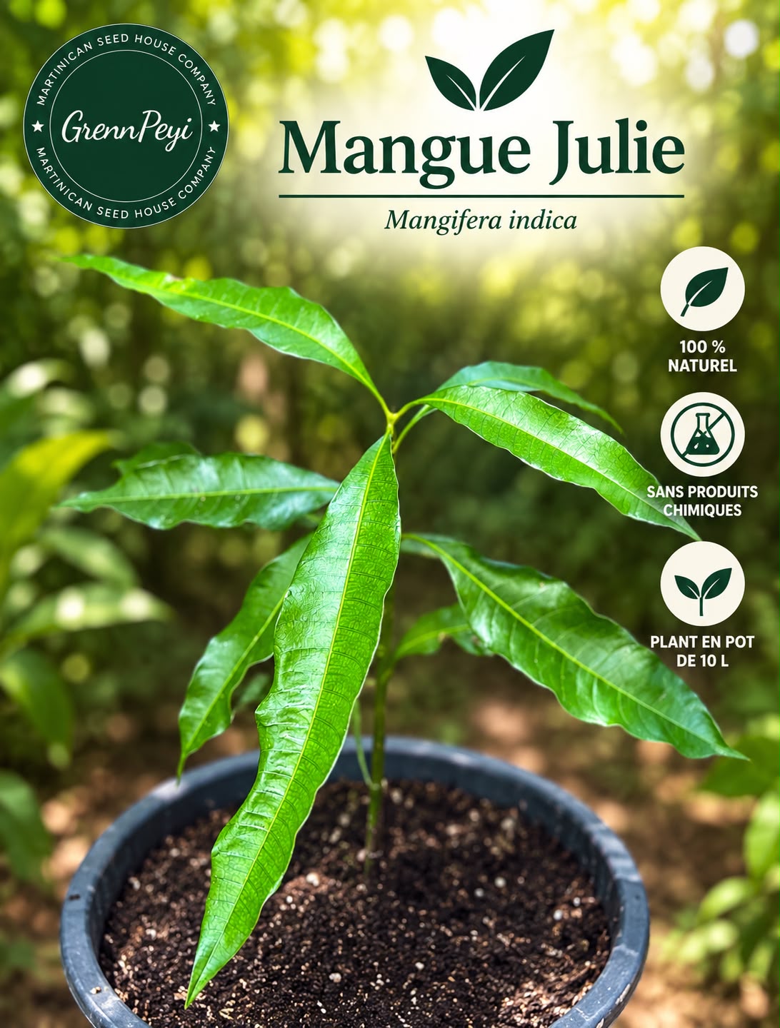 Pied de Mangue Julie
