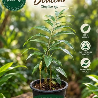 Plants de gingembre douleur