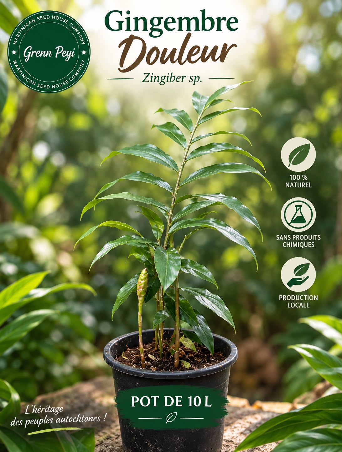Plants de gingembre douleur